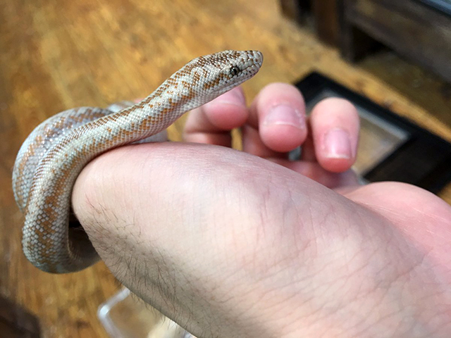 コースタルロージーボア(2)