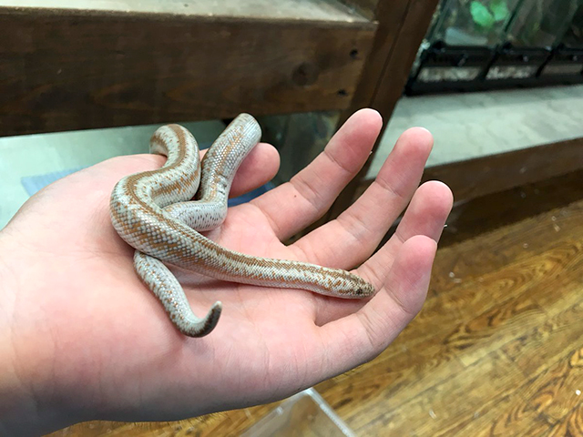 コースタルロージーボア(3)