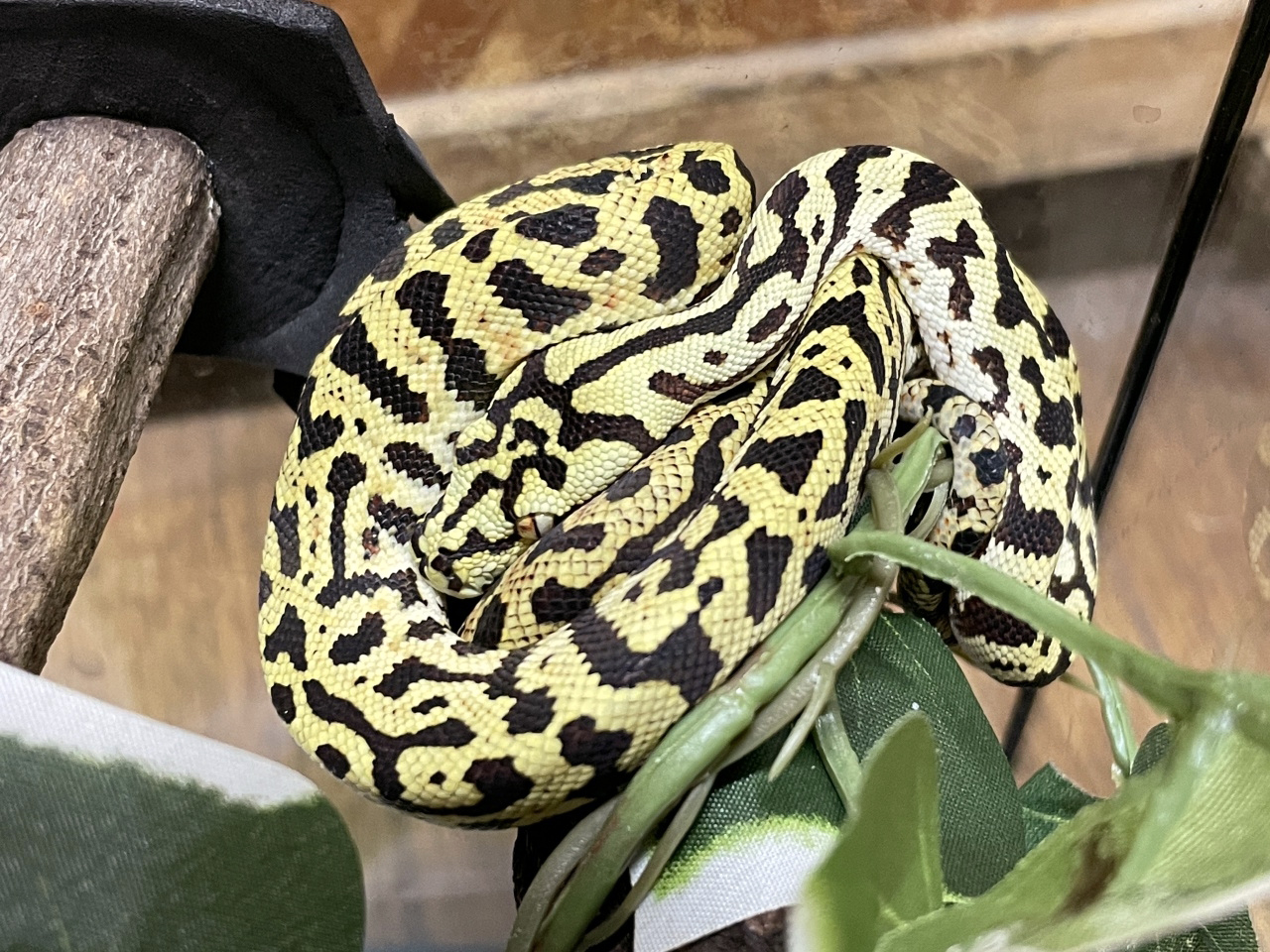 カーポンドロ(1)