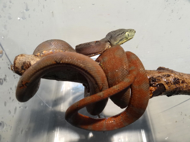 ガーデンツリーボア(9)