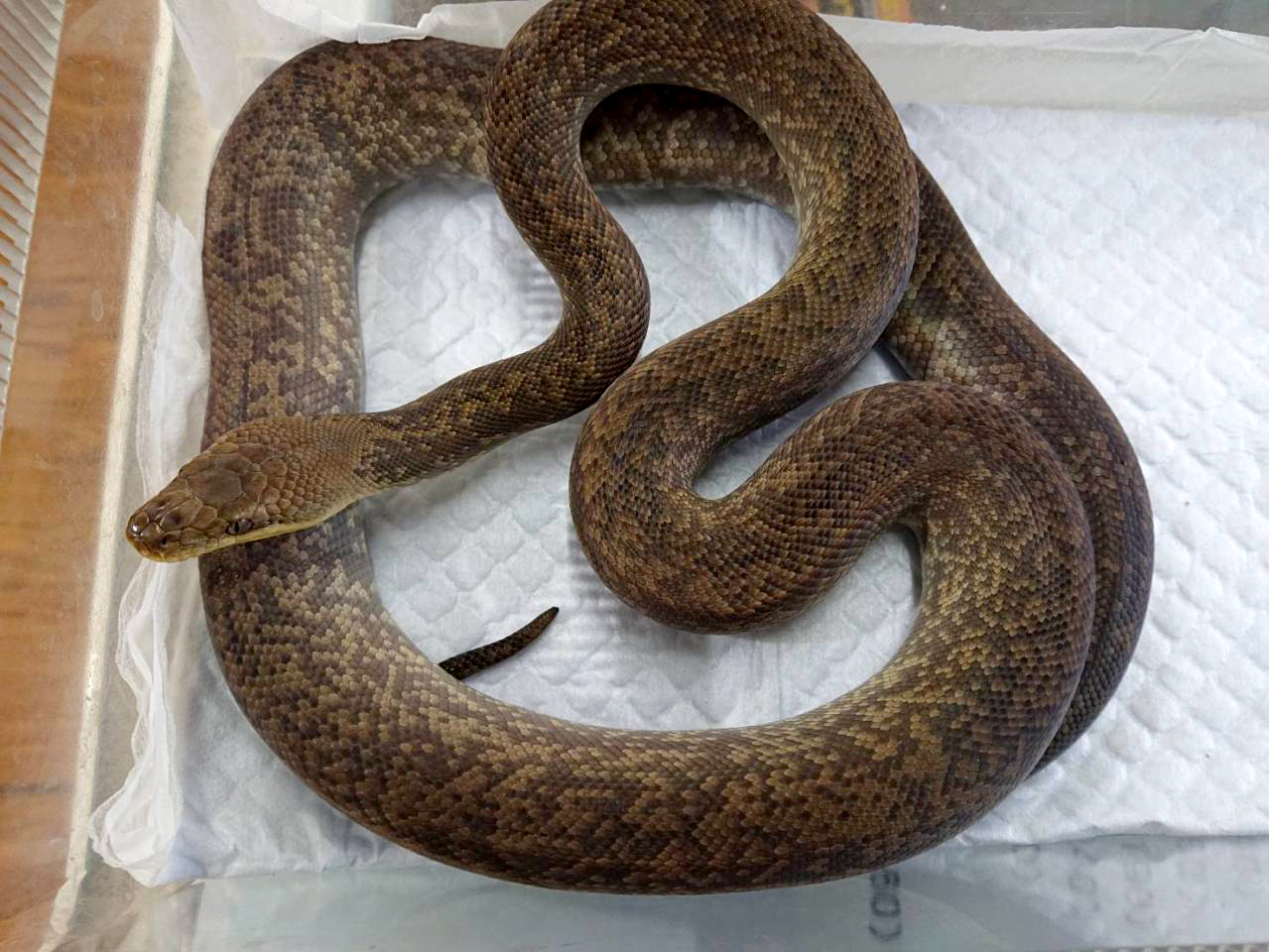 マクロットパイソン(1)