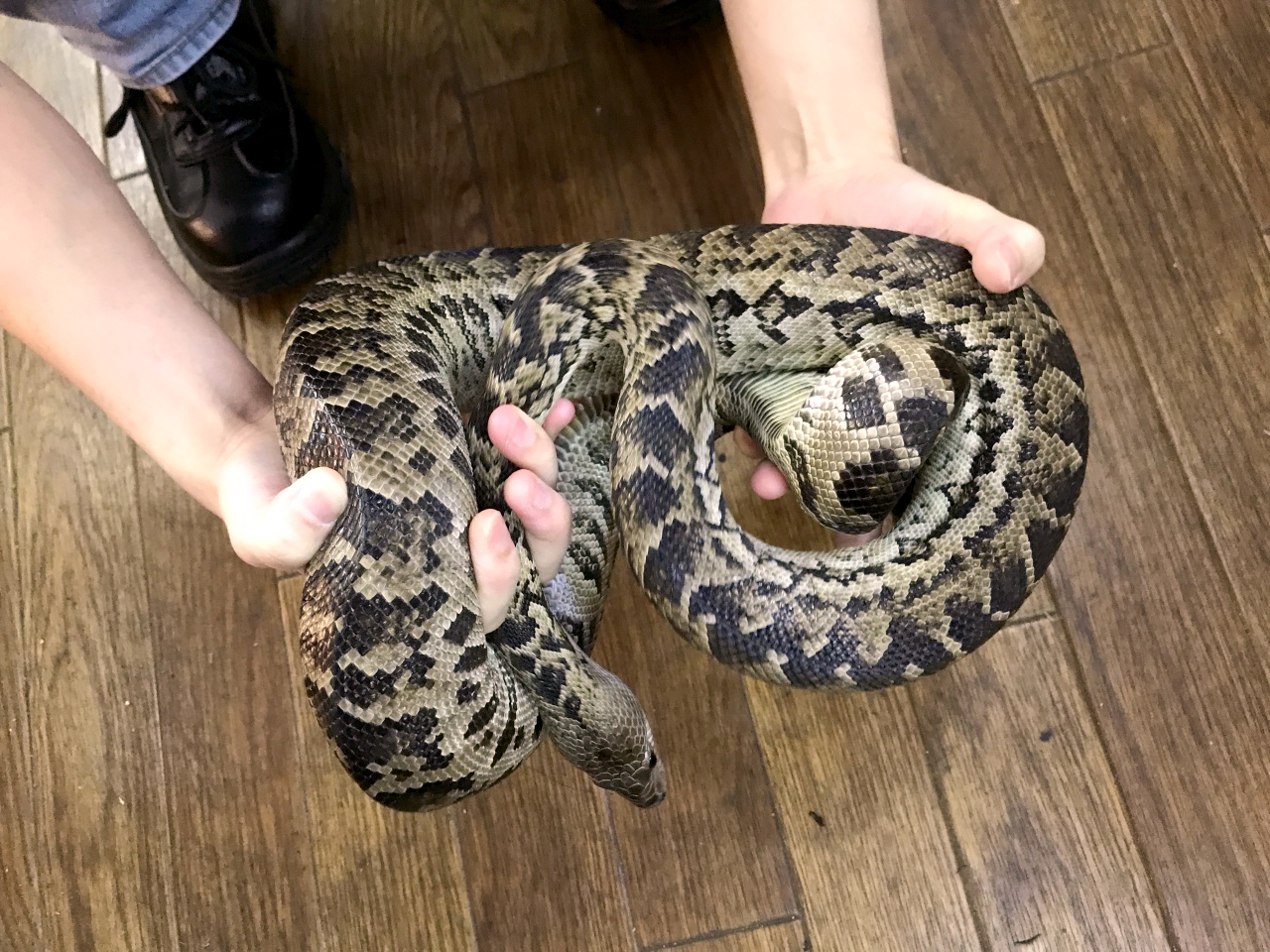 キューバンボア(1)