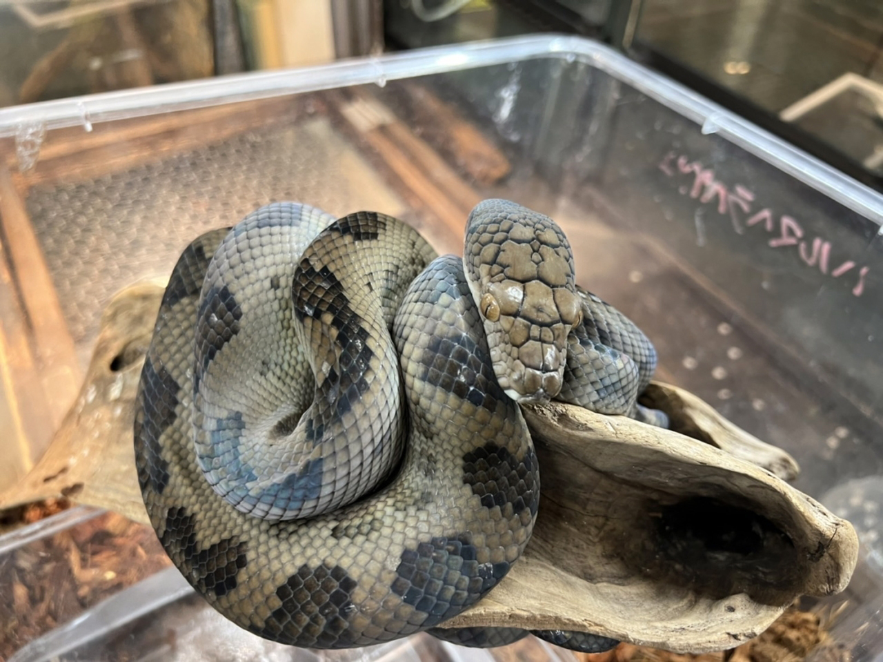 ハルマヘラパイソン(6)