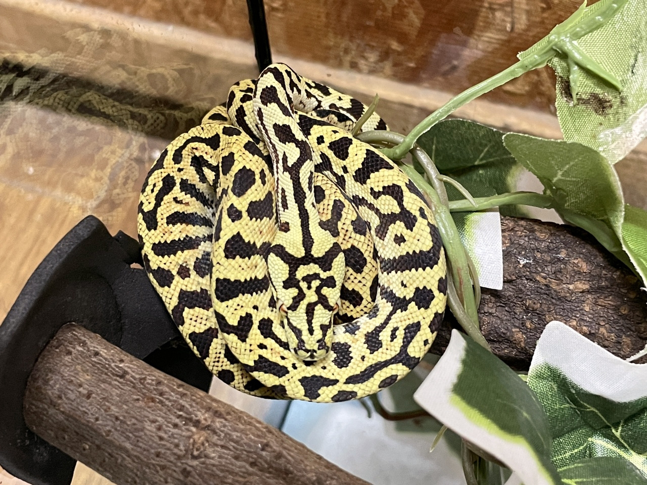 カーポンドロ(2)