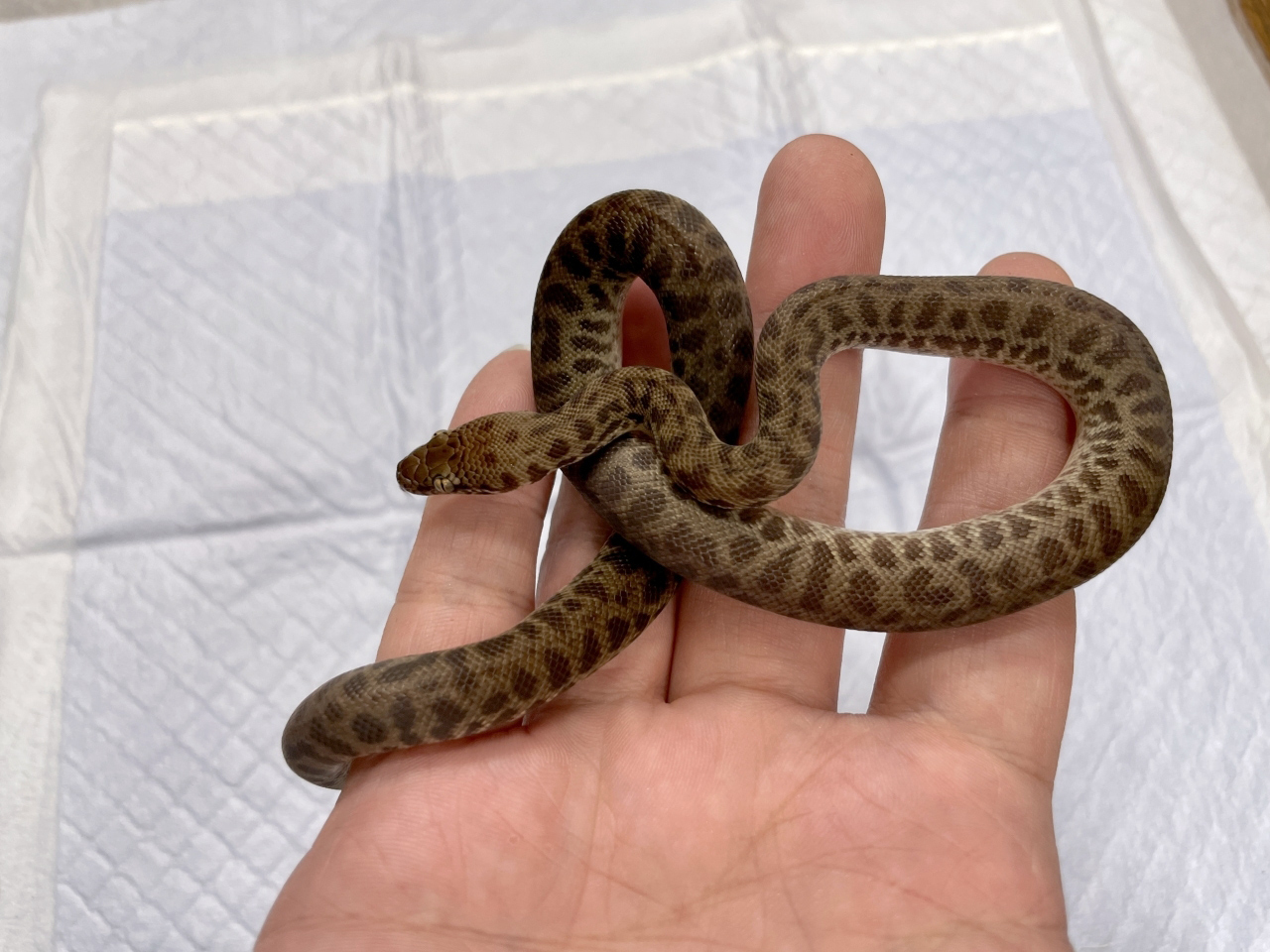 スポッテッドパイソン(3)