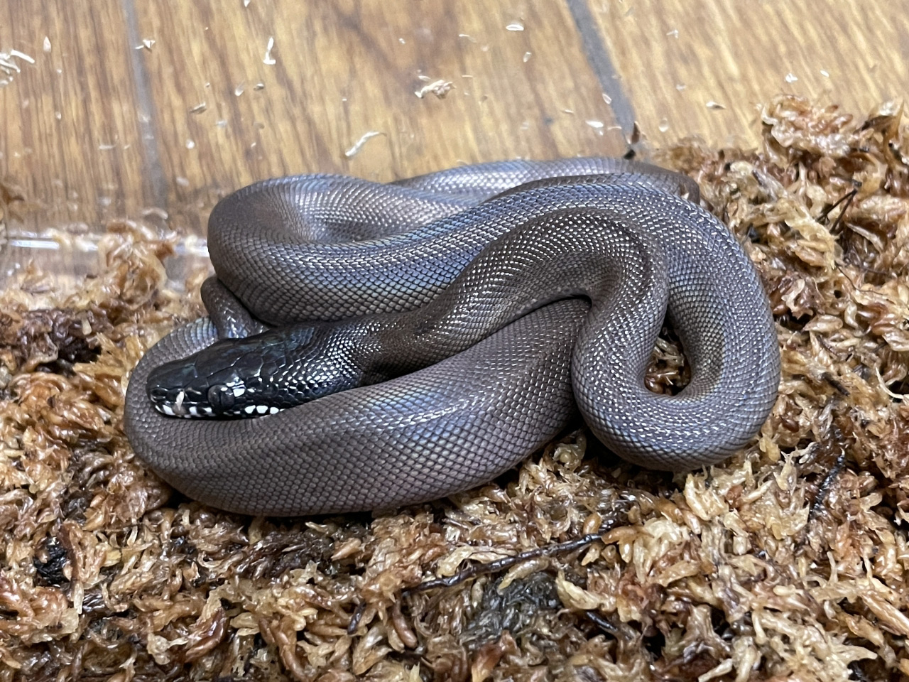 アルバーティスパイソン(6)