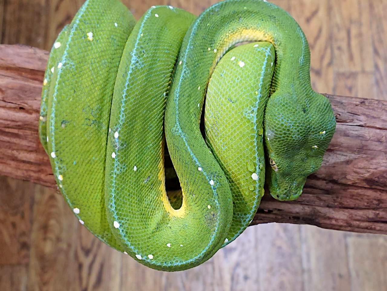 グリーンパイソン(5)