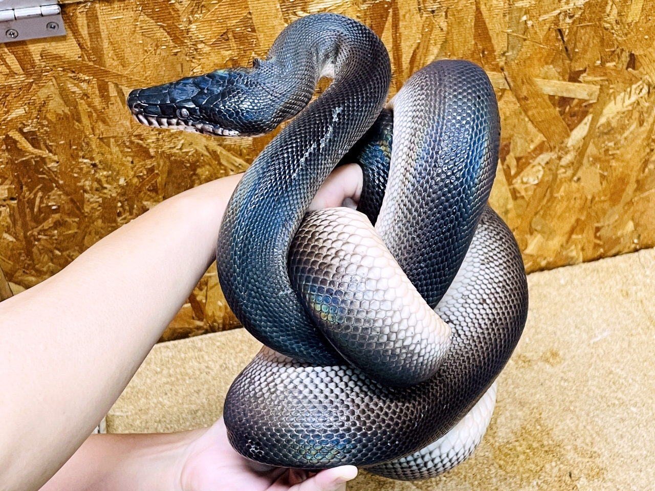 アルバーティスパイソン(11)