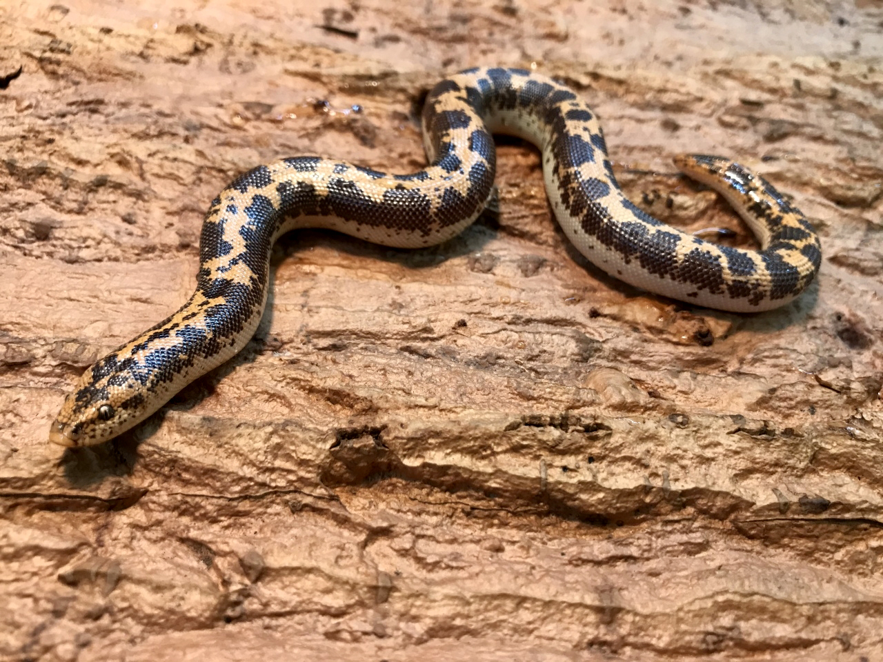 ケニアサンドボア(10)