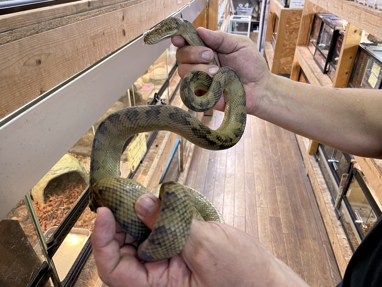 ハルマヘラパイソン(4)