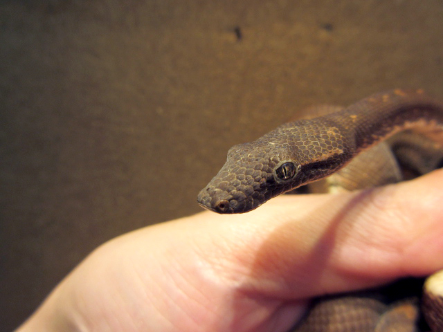 ビブロンボア(11)