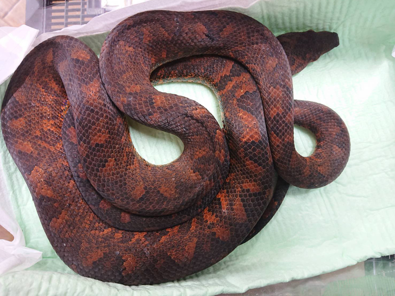 ビブロンボア(1)