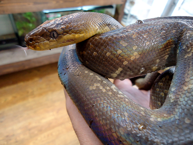 マクロットパイソン(6)