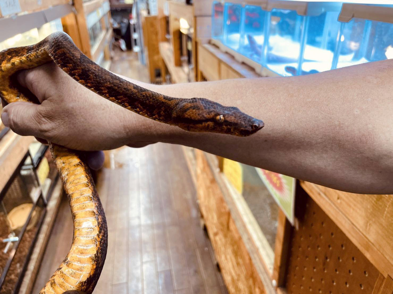 ビブロンボア(4)