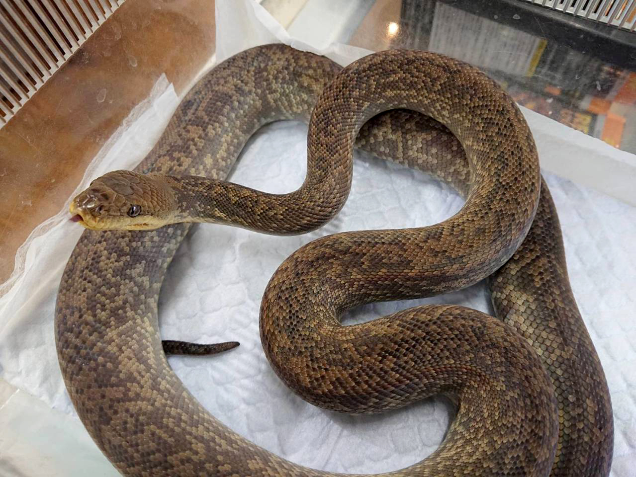 マクロットパイソン(2)