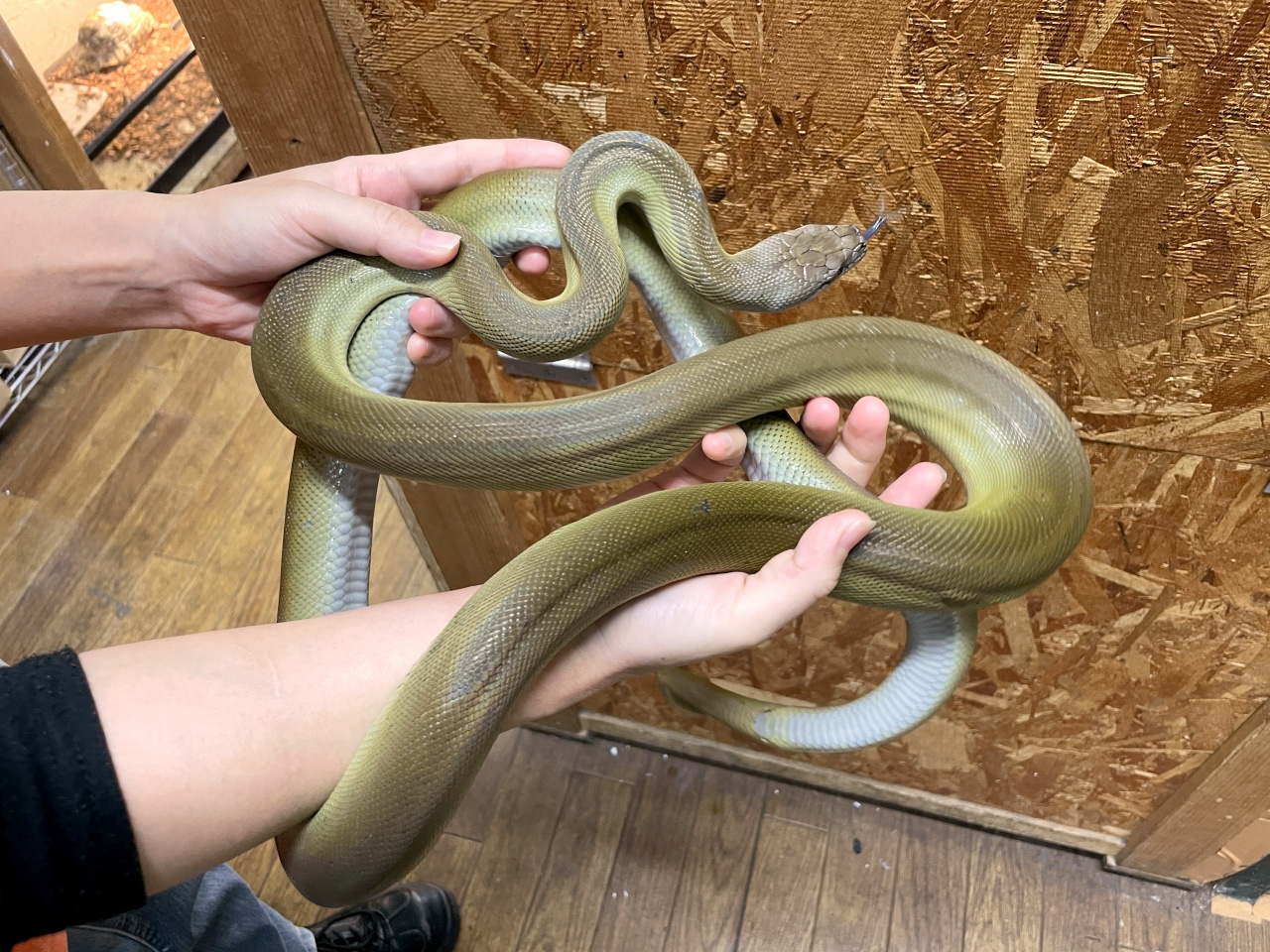 パプアンパイソン(2)