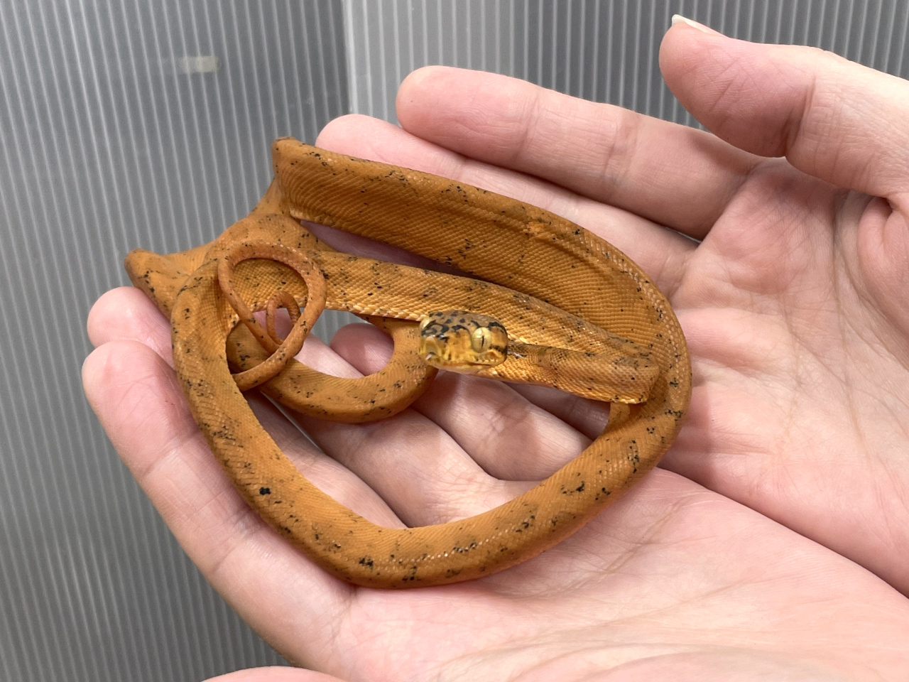 ガーデンツリーボア(7)