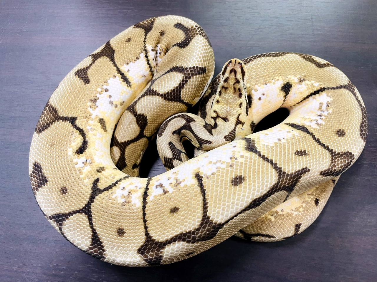 ボールパイソン(11)