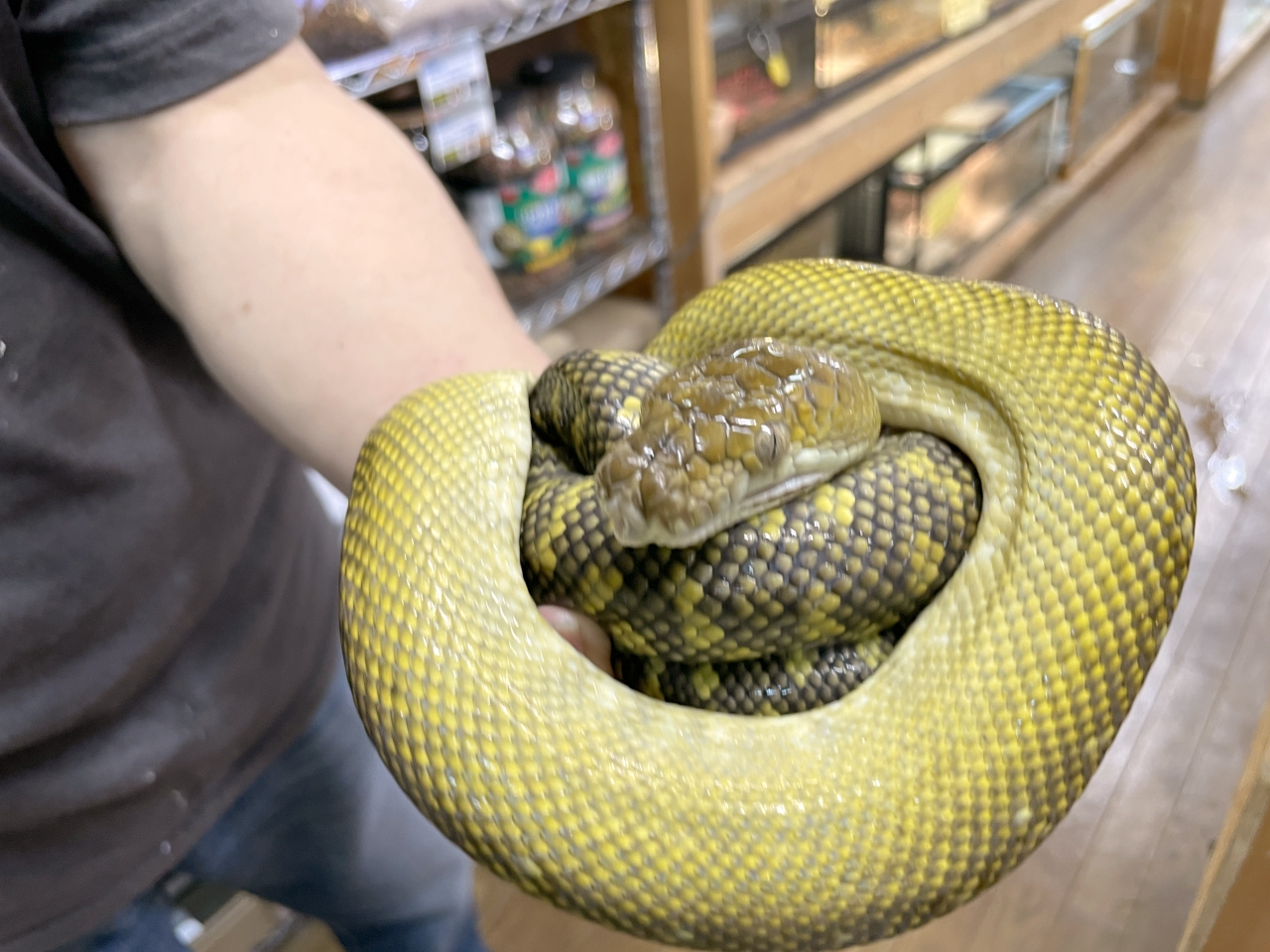 マルクパイソン(7)