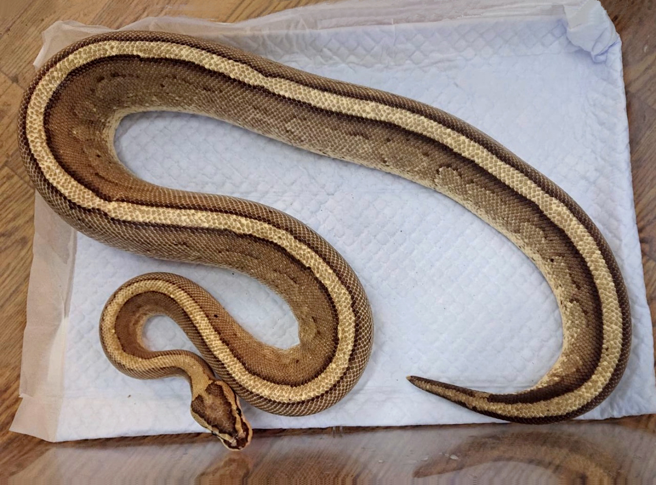 ボールパイソン(5)