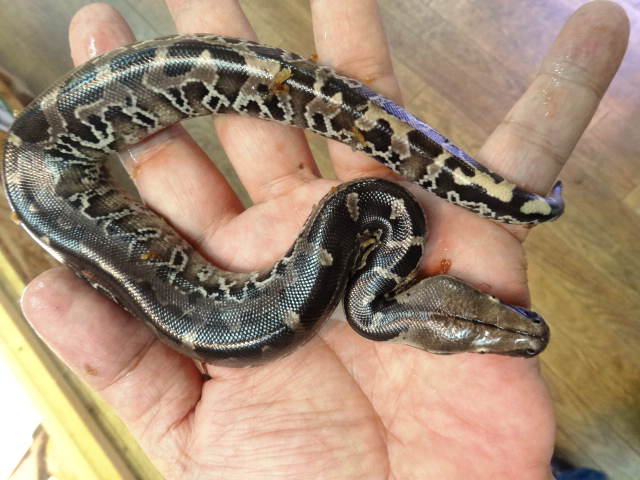 ボルネオブラッドパイソン(6)