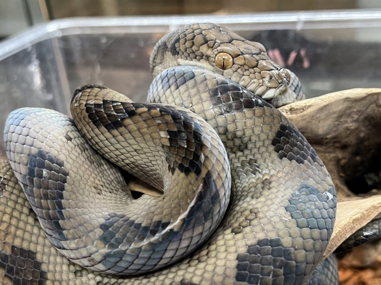 ハルマヘラパイソン(5)