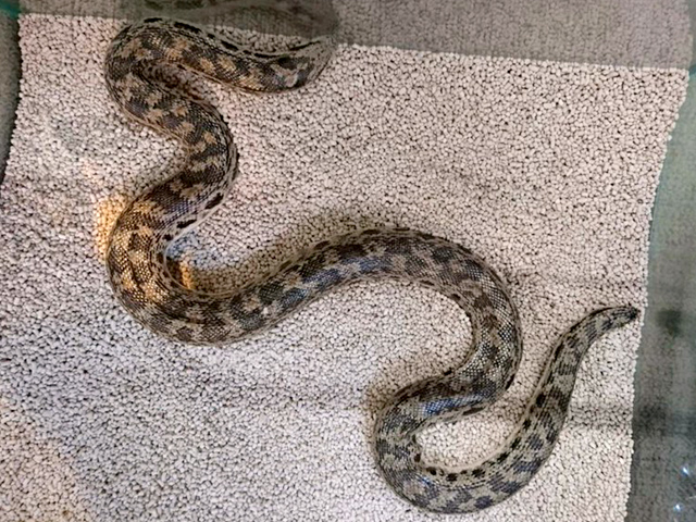 タタールサンドボア(1)