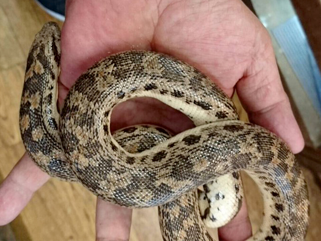 タタールサンドボア(2)