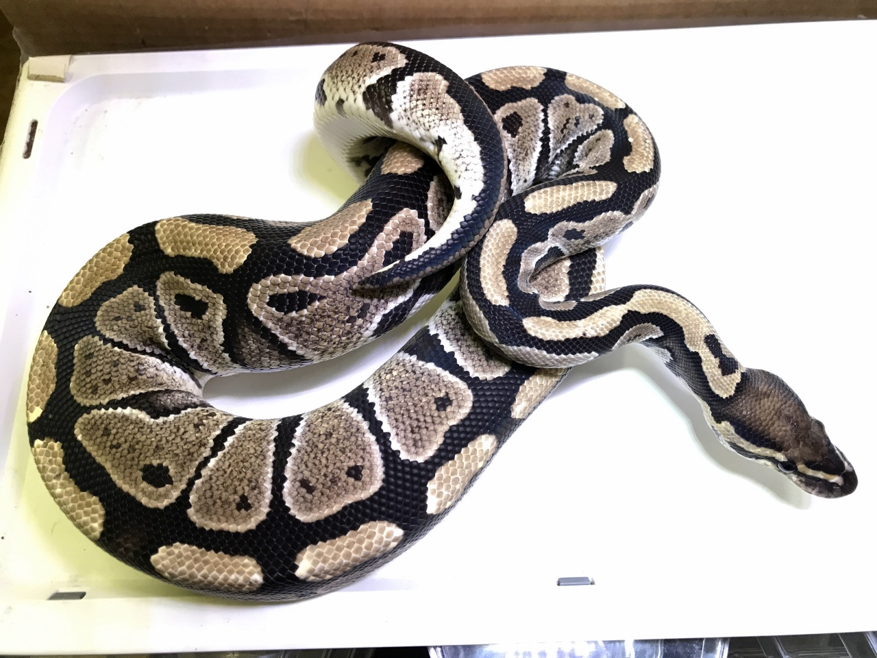 ボールパイソン(9)