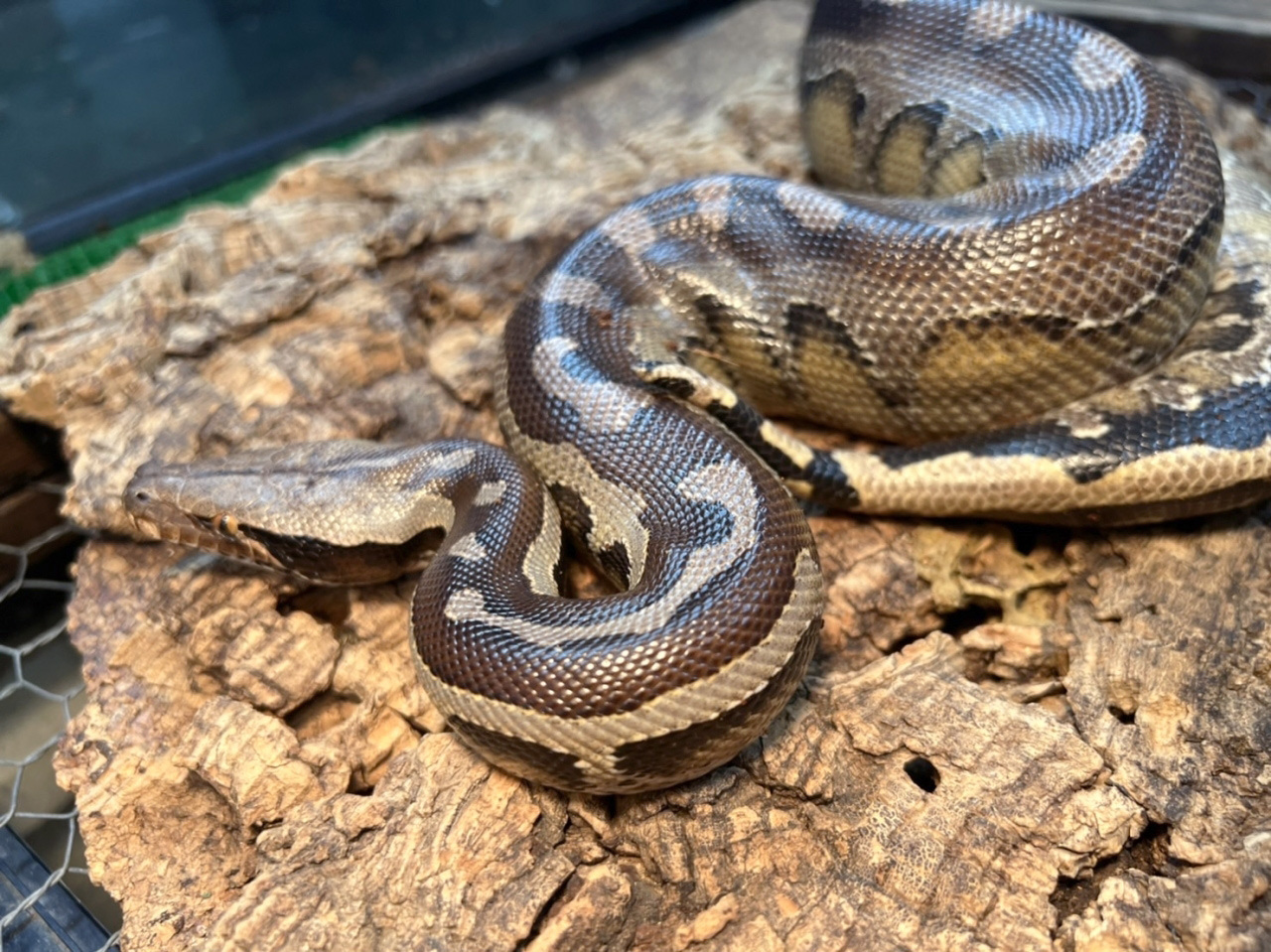 ボルネオブラッドパイソン(5)