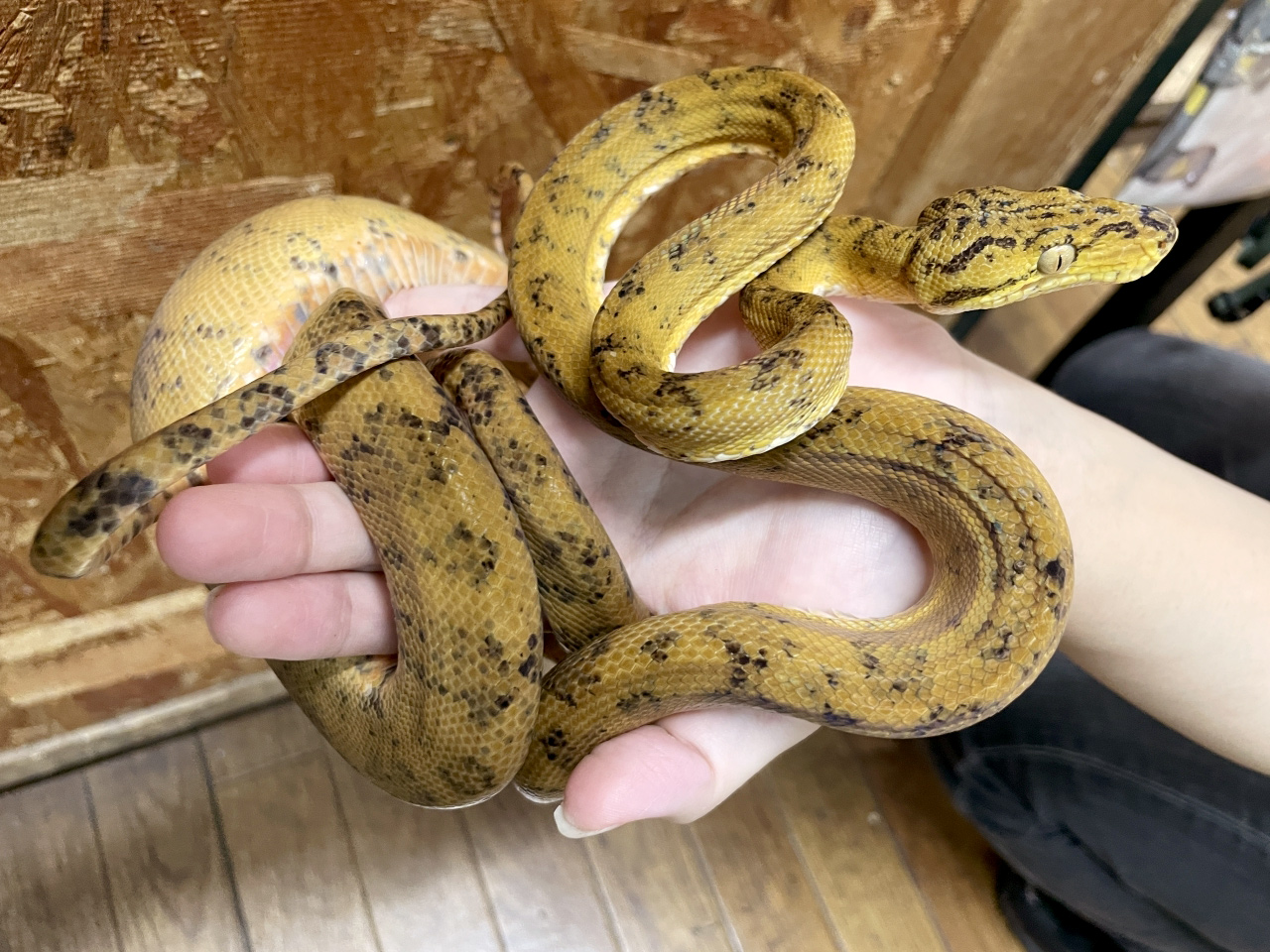 ガーデンツリーボア(8)