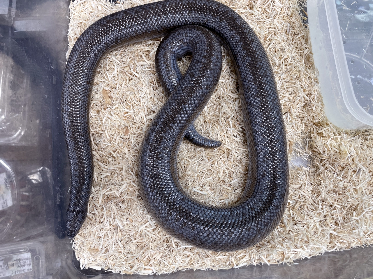 キタロージーボア(1)