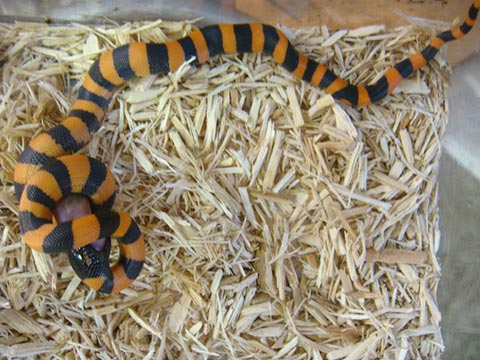 リングパイソン(6)