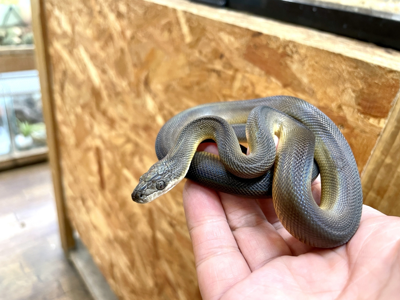 ウォーターパイソン(3)