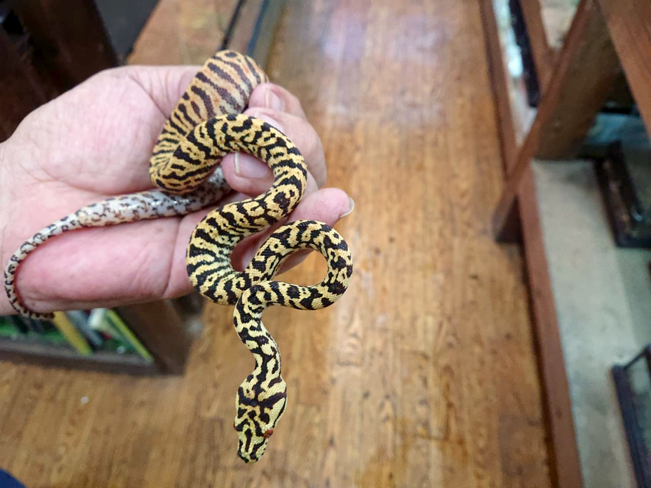 カーポンドロ(6)