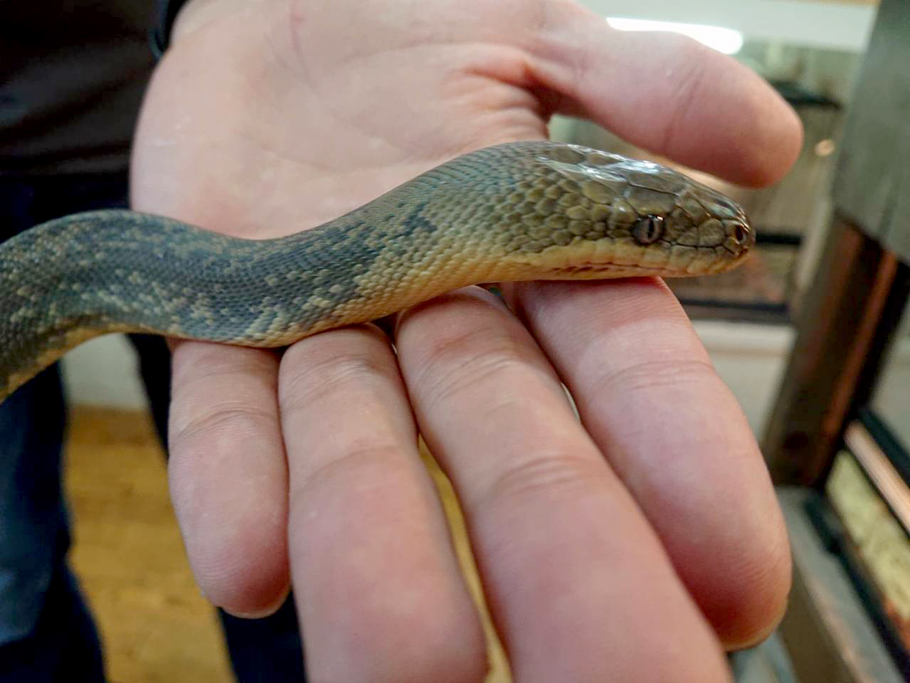 マクロットパイソン(4)