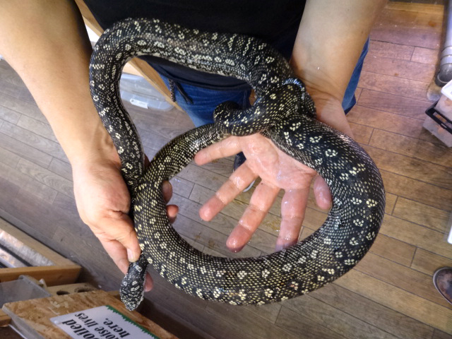 ダイヤモンドカーペットパイソン(5)