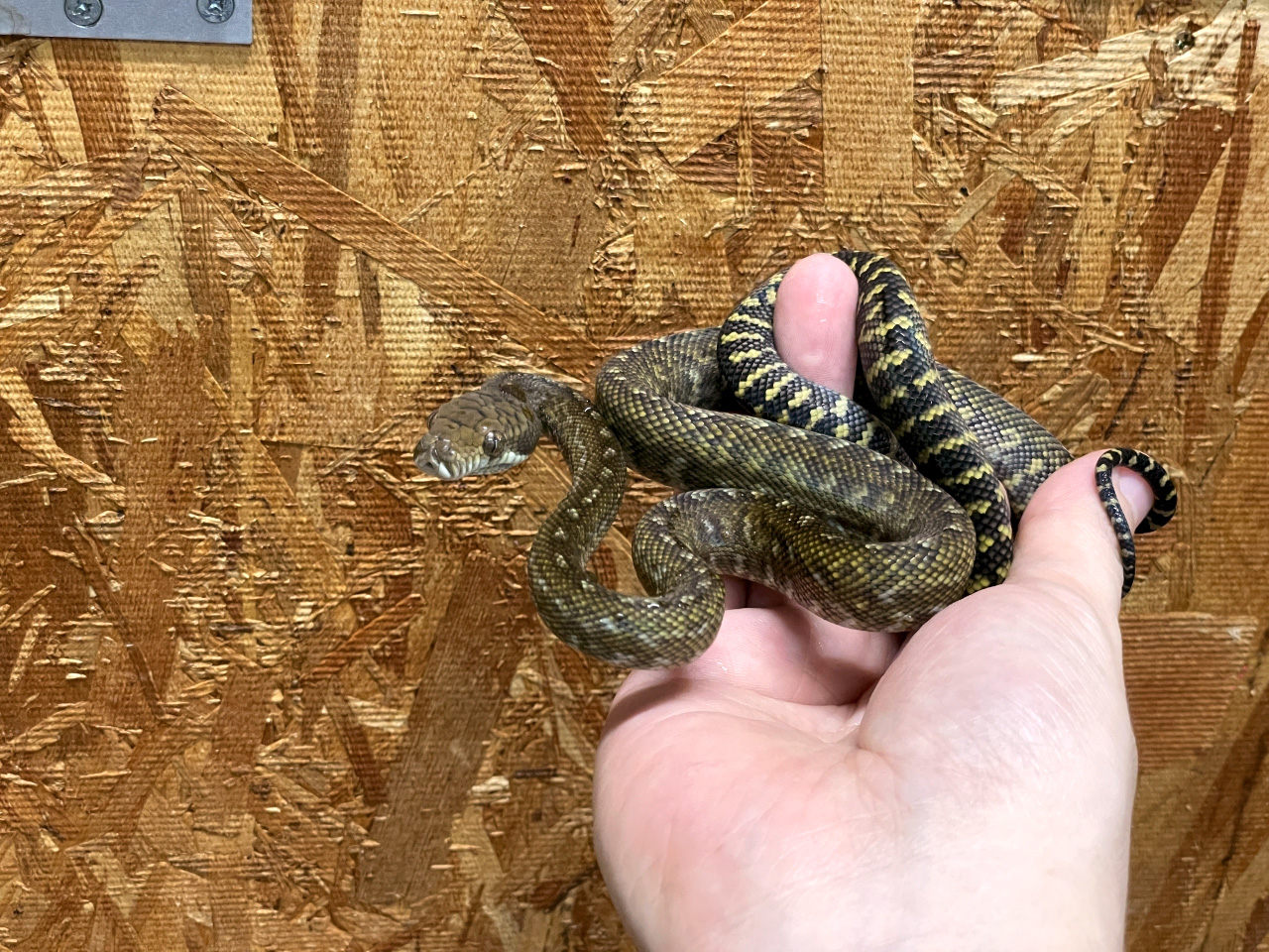 マルクパイソン(8)