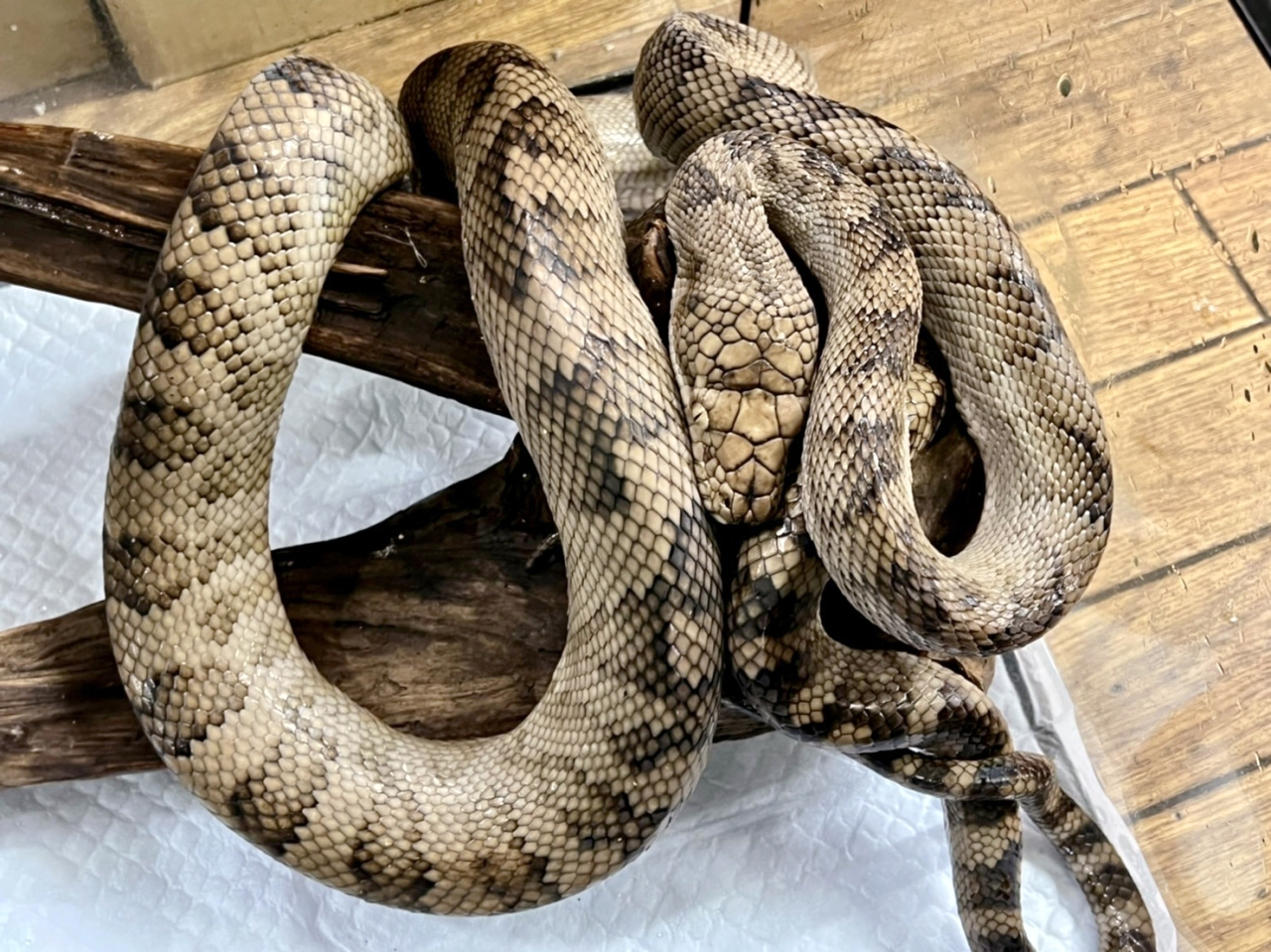 ハルマヘラパイソン(9)