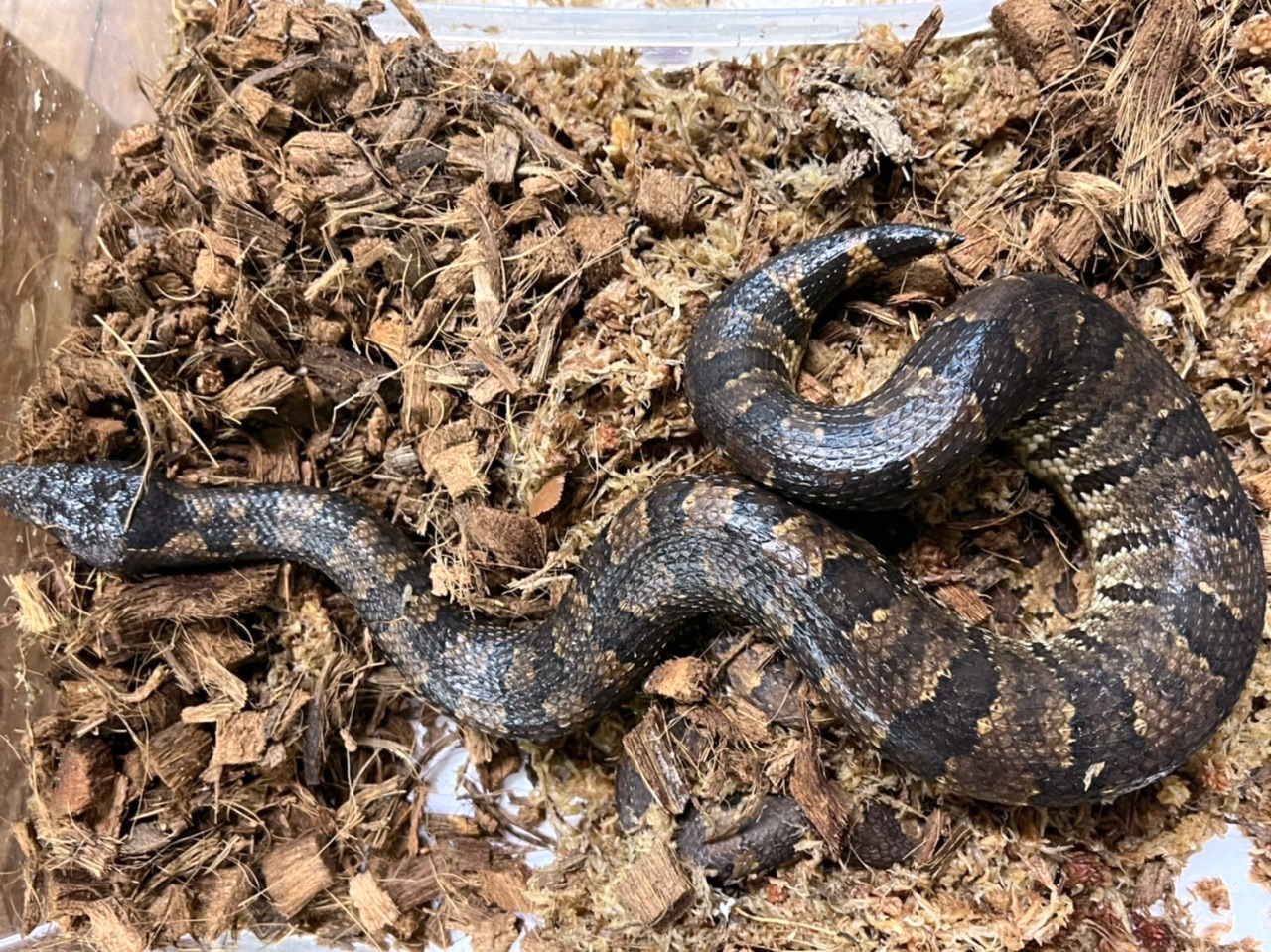 バイパーボア(7)