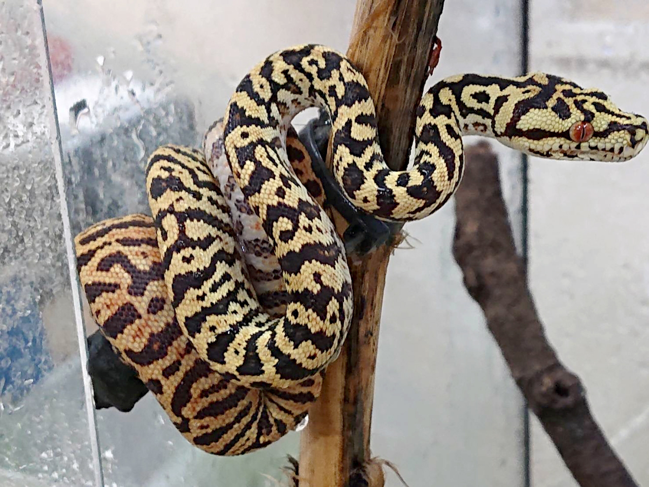 カーポンドロ(5)