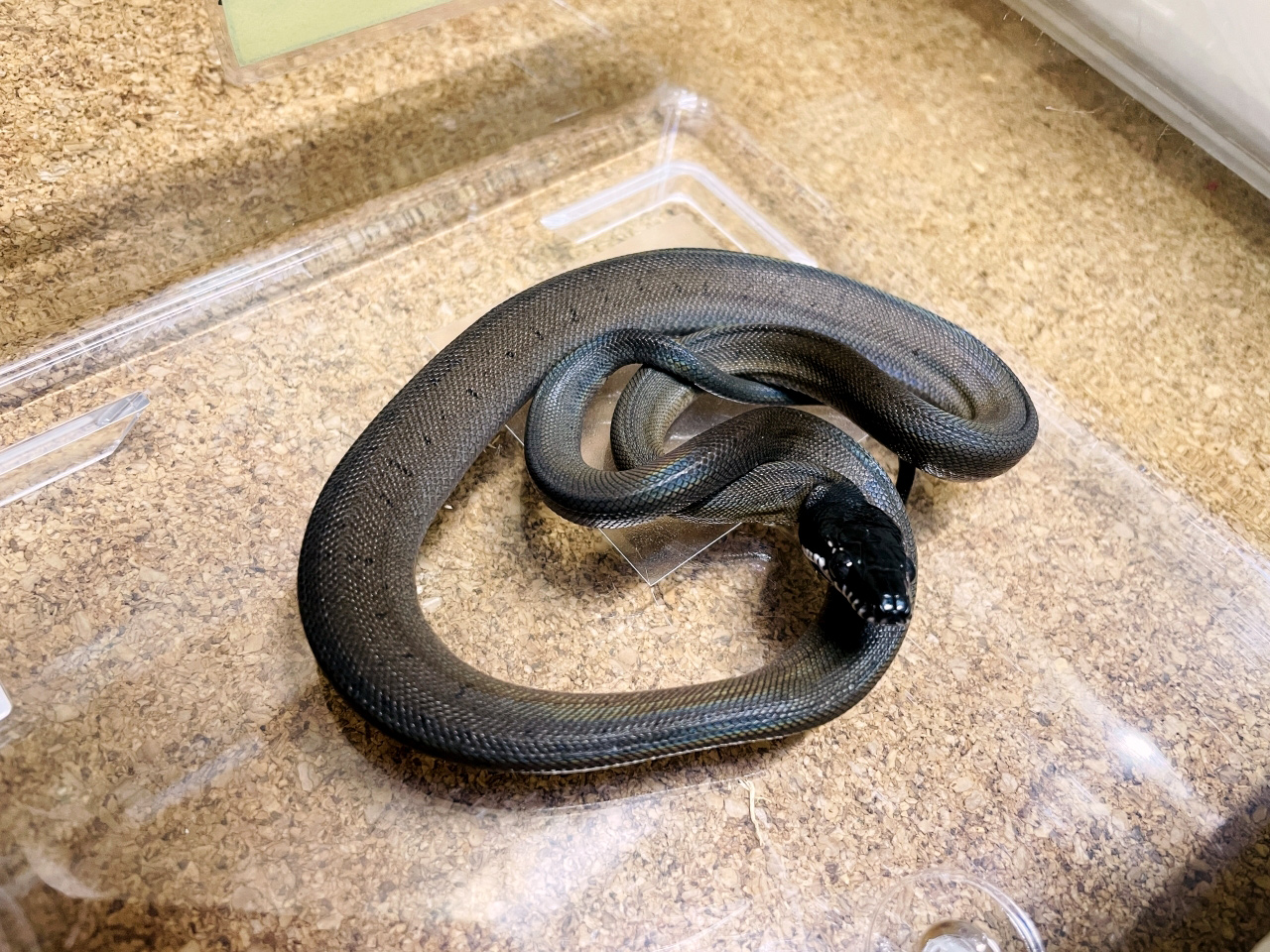 アルバーティスパイソン(8)