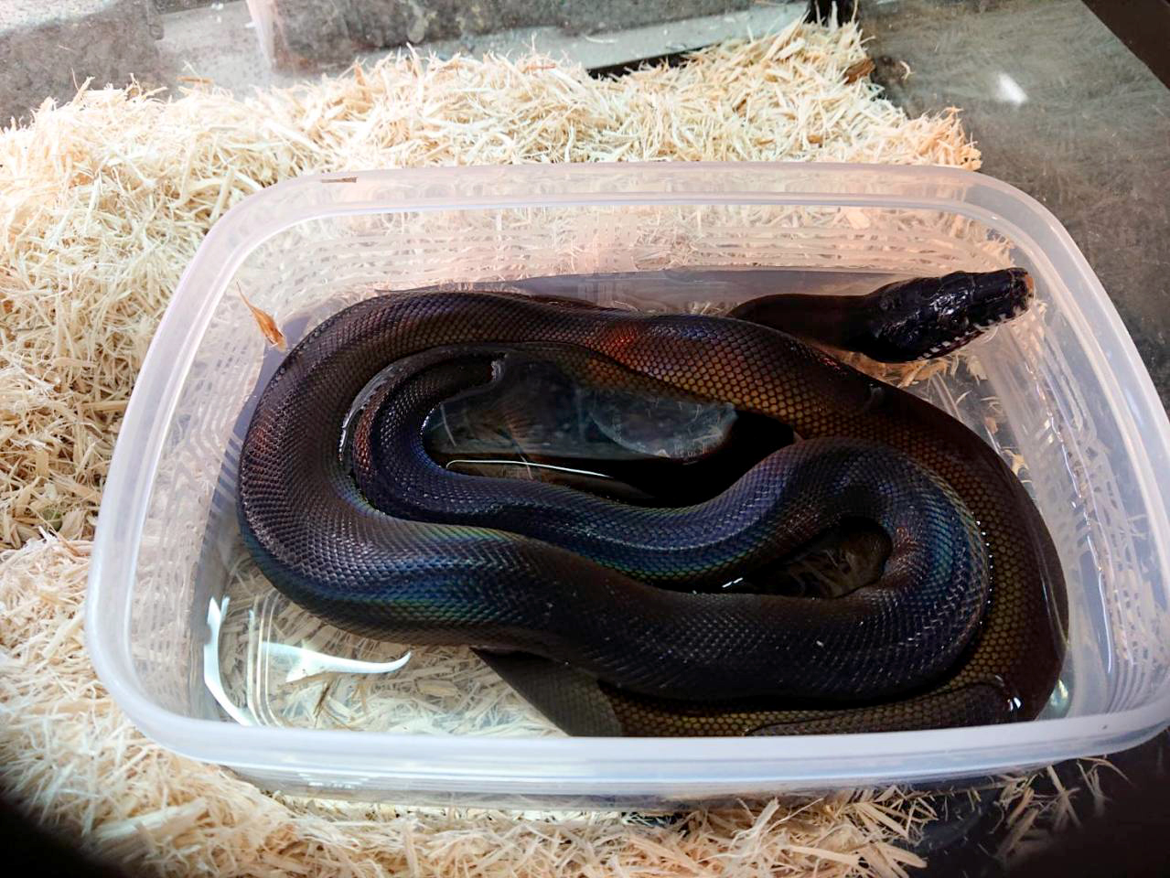 アルバーティスパイソン(2)