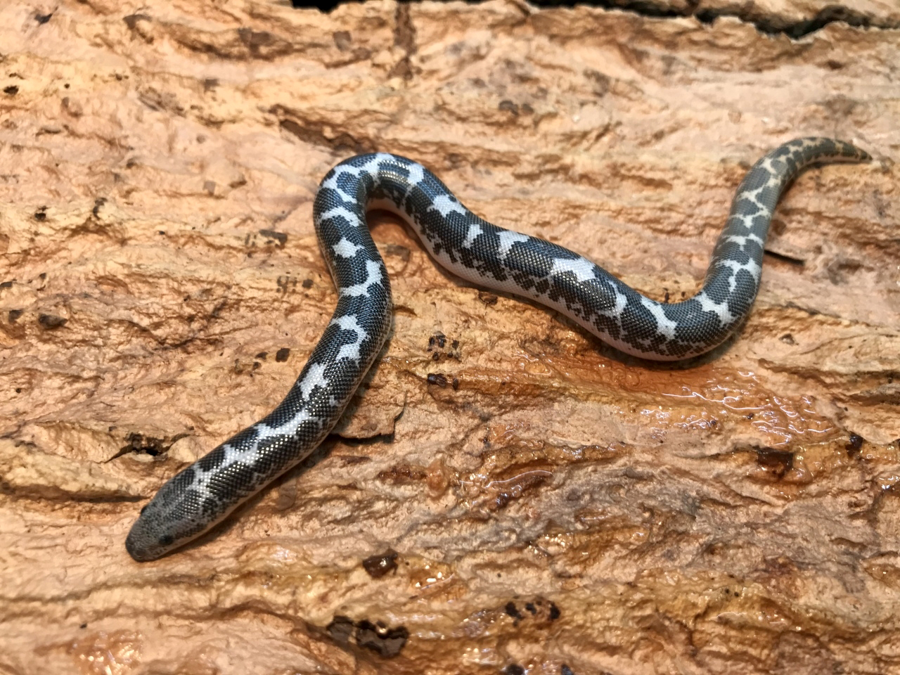 ケニアサンドボア(5)