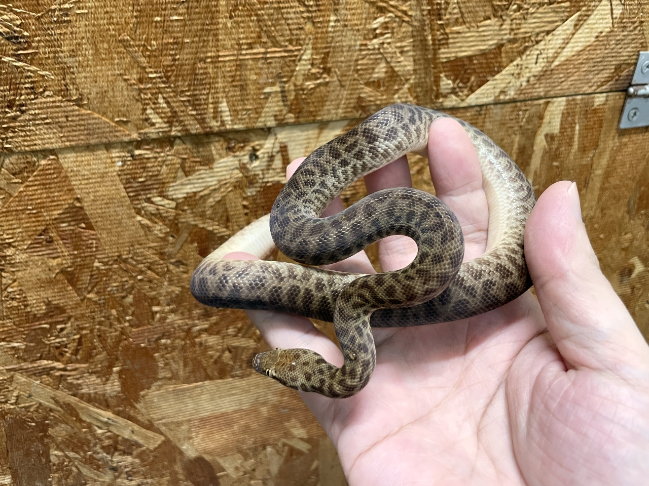 チルドレンパイソン(6)