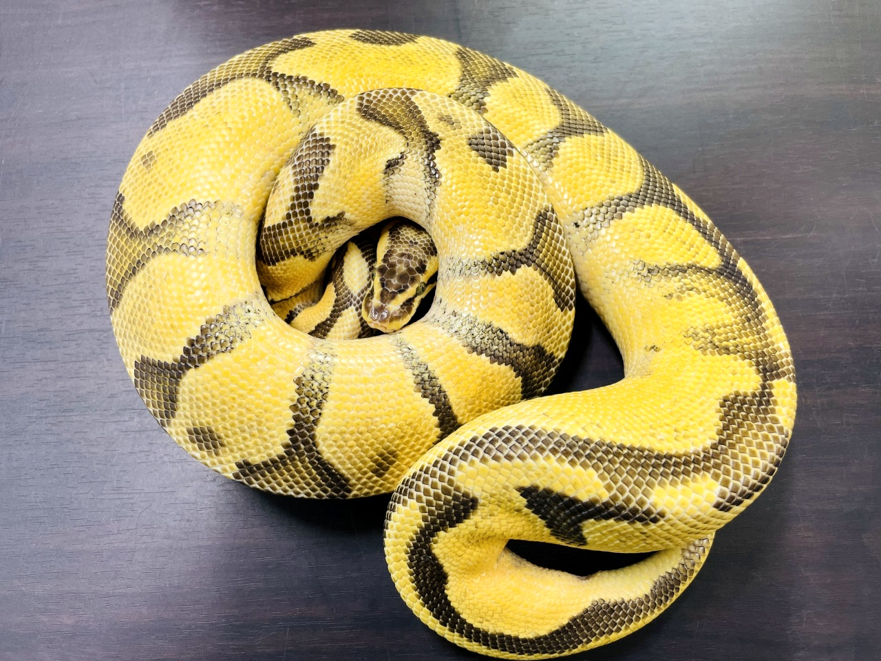 ボールパイソン(3)