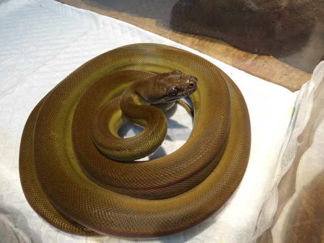パプアンパイソン(10)