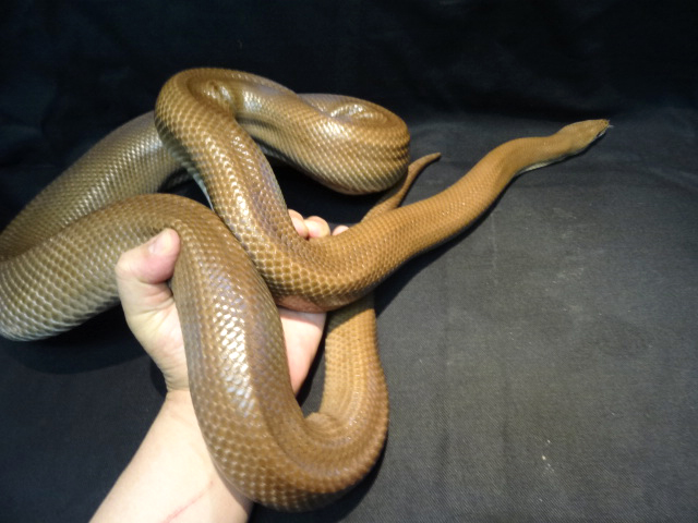 コロンビアレインボーボア(7)