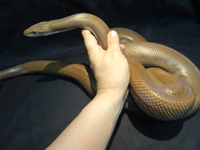 コロンビアレインボーボア(4)