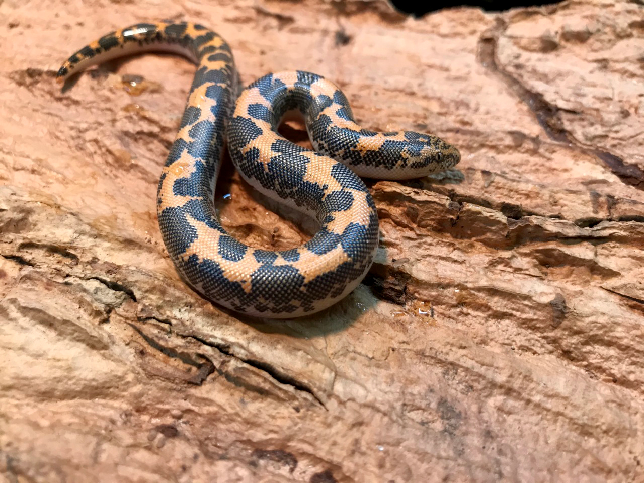 ケニアサンドボア(7)